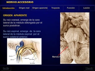 ORIGEN APARENTE
Introducción Origen real Origen aparente Trayecto Función Lesión
Su raíz craneal, emerge de la cara
lateral de la médula oblongada por el
surco postolivar.
Su raíz espinal, emerge de la cara
lateral de la médula espinal por el
surco colateral anterior.
Nervio XI
 