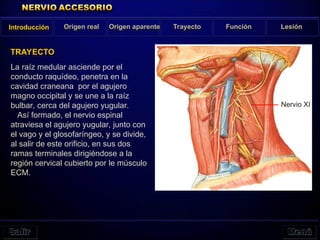 TRAYECTO
Introducción Origen real Origen aparente Trayecto Función Lesión
La raíz medular asciende por el
conducto raquídeo, penetra en la
cavidad craneana por el agujero
magno occipital y se une a la raíz
bulbar, cerca del agujero yugular.
Así formado, el nervio espinal
atraviesa el agujero yugular, junto con
el vago y el glosofaríngeo, y se divide,
al salir de este orificio, en sus dos
ramas terminales dirigiéndose a la
región cervical cubierto por le músculo
ECM.
Nervio XI
 