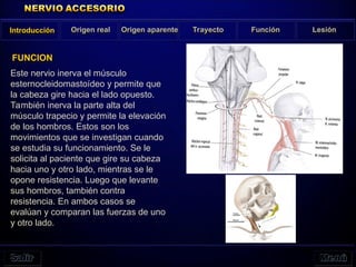 Este nervio inerva el músculo
esternocleidomastoídeo y permite que
la cabeza gire hacia el lado opuesto.
También inerva la parte alta del
músculo trapecio y permite la elevación
de los hombros. Estos son los
movimientos que se investigan cuando
se estudia su funcionamiento. Se le
solicita al paciente que gire su cabeza
hacia uno y otro lado, mientras se le
opone resistencia. Luego que levante
sus hombros, también contra
resistencia. En ambos casos se
evalúan y comparan las fuerzas de uno
y otro lado.
FUNCION
Introducción Origen real Origen aparente Trayecto Función Lesión
 