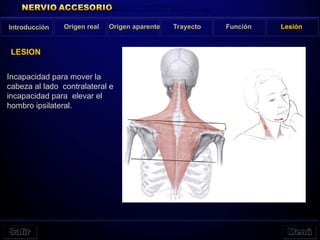 LESION
Introducción Origen real Origen aparente Trayecto Función Lesión
Incapacidad para mover la cabeza al lado
contralateral e incapacidad para elevar el hombro ipsilat.
Incapacidad para mover la
cabeza al lado contralateral e
incapacidad para elevar el
hombro ipsilateral.
 