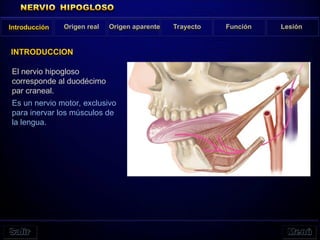 Introducción Origen real Origen aparente Trayecto Función Lesión
INTRODUCCION
El nervio hipogloso
corresponde al duodécimo
par craneal.
Es un nervio motor, exclusivo
para inervar los músculos de
la lengua.
 