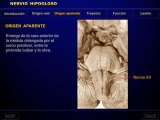 Introducción Origen real Origen aparente Trayecto Función Lesión
ORIGEN APARENTE
Emerge de la cara anterior de
la médula oblongada por el
surco preolivar, entre la
pirámide bulbar y la oliva.
Nervio XII
 