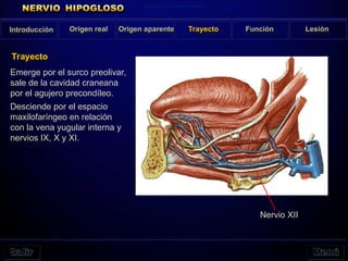 Introducción Origen real Origen aparente Trayecto Función Lesión
Trayecto
Emerge por el surco preolivar,
sale de la cavidad craneana
por el agujero precondíleo.
Desciende por el espacio
maxilofaríngeo en relación
con la vena yugular interna y
nervios IX, X y XI.
Origin and Central Course
Nervio XII
 