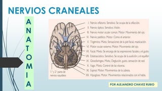 NERVIOS CRANEALES
A
N
A
T
O
M
I
A

POR ALEJANDRO CHAVEZ RUBIO

 