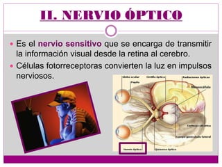  Es el nervio sensitivo que se encarga de transmitir
la información visual desde la retina al cerebro.
 Células fotorreceptoras convierten la luz en impulsos
nerviosos.
 