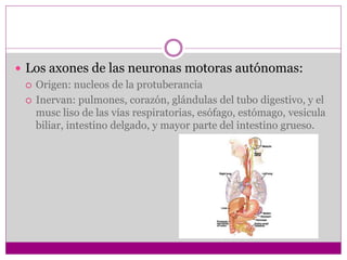  Los axones de las neuronas motoras autónomas:
 Origen: nucleos de la protuberancia
 Inervan: pulmones, corazón, glándulas del tubo digestivo, y el
musc liso de las vías respiratorias, esófago, estómago, vesicula
biliar, intestino delgado, y mayor parte del intestino grueso.
 