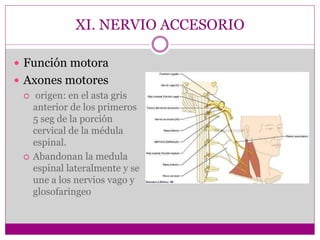 XI. NERVIO ACCESORIO
 Función motora
 Axones motores
 origen: en el asta gris
anterior de los primeros
5 seg de la porción
cervical de la médula
espinal.
 Abandonan la medula
espinal lateralmente y se
une a los nervios vago y
glosofaringeo
 