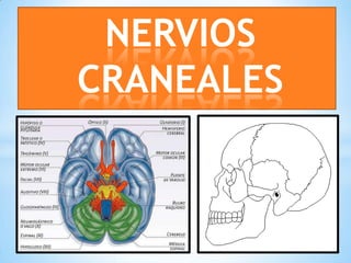 NERVIOS
CRANEALES
 