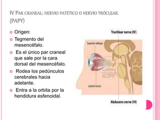IV PAR CRANEAL: NERVIO PATÉTICO O NERVIO TRÓCLEAR. 
(PAPY) 
 Origen: 
 Tegmento del 
mesencéfalo. 
 Es el único par craneal 
que sale por la cara 
dorsal del mesencéfalo. 
 Rodea los pedúnculos 
cerebrales hacia 
adelante. 
 Entra a la orbita por la 
hendidura esfenoidal. 
 