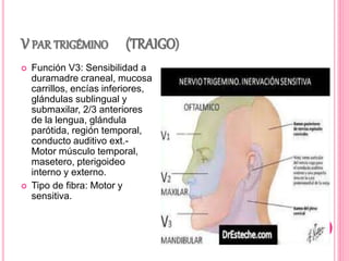 V PAR TRIGÉMINO (TRAIGO) 
 Función V3: Sensibilidad a 
duramadre craneal, mucosa 
carrillos, encías inferiores, 
glándulas sublingual y 
submaxilar, 2/3 anteriores 
de la lengua, glándula 
parótida, región temporal, 
conducto auditivo ext.- 
Motor músculo temporal, 
masetero, pterigoideo 
interno y externo. 
 Tipo de fibra: Motor y 
sensitiva. 
 