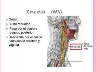 X PAR VAGO (VAN) 
 Origen: 
 Bulbo raquídeo. 
 Pasa por el agujero 
rasgado posterior. 
 Desciende por el cuello 
junto con la carótida y 
yugular. 
 