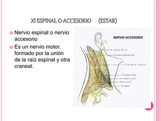 XI ESPINAL O ACCESORIO (ESTAR) 
 Nervio espinal o nervio 
accesorio 
 Es un nervio motor, 
formado por la unión 
de la raíz espinal y otra 
craneal. 
 