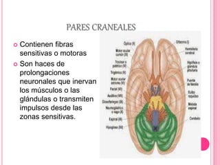 PARES CRANEALES 
 Contienen fibras 
sensitivas o motoras 
 Son haces de 
prolongaciones 
neuronales que inervan 
los músculos o las 
glándulas o transmiten 
impulsos desde las 
zonas sensitivas. 
 