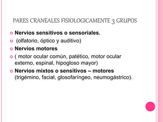 PARES CRANEALES FISIOLOGICAMENTE 3 GRUPOS 
 Nervios sensitivos o sensoriales. 
 (olfatorio, óptico y auditivo) 
 Nervios motores 
 ( motor ocular común, patético, motor ocular 
externo, espinal, hipogloso mayor) 
 Nervios mixtos o sensitivos – motores 
(trigémino, facial, glosofaríngeo, neumogástrico). 
 