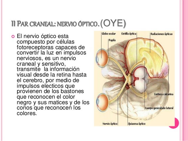 Resultado de imagen de 2 par craneal