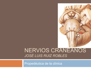 NERVIOS CRANEANOS
JOSÉ LUIS RUIZ ROBLES

Propedéutica de la clínica
 