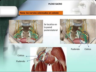 PLEXO SACRO
Se localiza en
la pared
posterolateral
CiáticoPudendo
Pudendo
Ciático
Nota: los nervios coloreados en celeste
 
