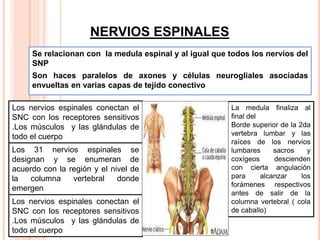 NERVIOS ESPINALES
Se relacionan con la medula espinal y al igual que todos los nervios del
SNP
Son haces paralelos de axones y células neurogliales asociadas
envueltas en varias capas de tejido conectivo
Los nervios espinales conectan el
SNC con los receptores sensitivos
.Los músculos y las glándulas de
todo el cuerpo
Los 31 nervios espinales se
designan y se enumeran de
acuerdo con la región y el nivel de
la columna vertebral donde
emergen
Los nervios espinales conectan el
SNC con los receptores sensitivos
.Los músculos y las glándulas de
todo el cuerpo
La medula finaliza al
final del
Borde superior de la 2da
vertebra lumbar y las
raíces de los nervios
lumbares sacros y
coxígeos descienden
con cierta angulación
para alcanzar los
forámenes respectivos
antes de salir de la
columna vertebral ( cola
de caballo)
 