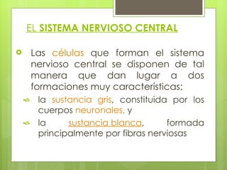EL  SISTEMA NERVIOSO CENTRAL Las  células  que forman el sistema nervioso central se disponen de tal manera que dan lugar a dos formaciones muy características:  la  sustancia gris , constituida por los cuerpos  neuronales,  y  la  sustancia  blanca , formada principalmente por fibras nerviosas 