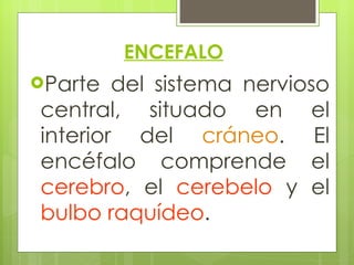 ENCEFALO Parte del sistema nervioso central, situado en el interior del  cráneo . El encéfalo comprende el  cerebro , el  cerebelo  y el  bulbo raquídeo .  