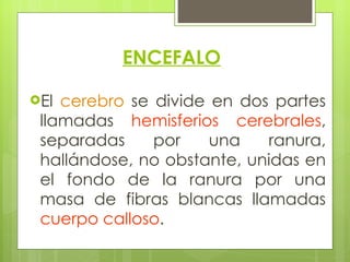 ENCEFALO El  cerebro  se divide en dos partes llamadas  hemisferios cerebrales , separadas por una ranura, hallándose, no obstante, unidas en el fondo de la ranura por una masa de fibras blancas llamadas  cuerpo calloso . 