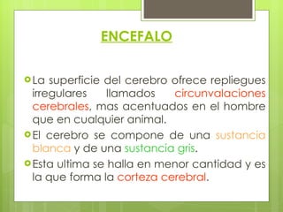 ENCEFALO La superficie del cerebro ofrece repliegues irregulares llamados  circunvalaciones cerebrales , mas acentuados en el hombre que en cualquier animal.  El cerebro se compone de una  sustancia   blanca  y de una  sustancia gris .  Esta ultima se halla en menor cantidad y es la que forma la  corteza cerebral . 
