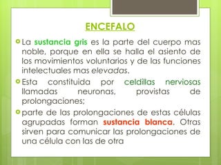 ENCEFALO La  sustancia gris  es la parte del cuerpo mas noble, porque en ella se halla el asiento de los movimientos voluntarios y de las funciones intelectuales mas  elevadas .  Esta constituida por  celdillas nerviosas  llamadas neuronas, provistas de prolongaciones;  parte de las prolongaciones de estas células agrupadas forman  sustancia blanca . Otras sirven para comunicar las prolongaciones de una célula con las de otra 