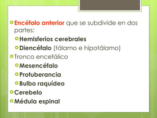 Encéfalo anterior  que se subdivide en dos partes:  Hemisferios cerebrales  Diencéfalo  (tálamo e hipotálamo)  Tronco encefálico  Mesencéfalo   Protuberancia  Bulbo raquídeo  Cerebelo   Médula espinal   