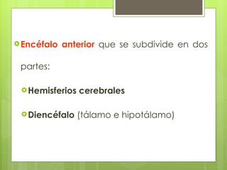Encéfalo anterior  que se subdivide en dos partes:  Hemisferios cerebrales  Diencéfalo  (tálamo e hipotálamo)  