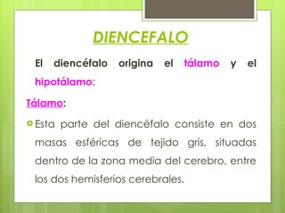 DIENCEFALO El diencéfalo origina el  tálamo  y el  hipotálamo :  Tálamo : Esta parte del diencéfalo consiste en dos masas esféricas de tejido gris, situadas dentro de la zona media del cerebro, entre los dos hemisferios cerebrales.  