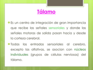Tálamo Es un centro de integración de gran importancia que recibe las señales  sensoriales  y donde las señales motoras de salida pasan hacia y desde la corteza cerebral.  Todas las entradas sensoriales al cerebro, excepto las olfativas, se asocian con  núcleos individuales  (grupos de células nerviosas) del tálamo. 