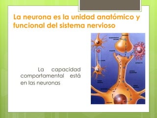 La neurona es la unidad anatómico y funcional del sistema nervioso La capacidad comportamental está en las neuronas  