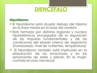 DIENCEFALO Hipotálamo : El hipotálamo está situado debajo del tálamo en la línea media en la base del cerebro  .  Está formado por distintas regiones y núcleos hipotalámicos encargados de la regulación de los impulsos fundamentales y de las condiciones del estado interno de organismo (homeostasis, nivel de nutrientes, temperatura) El hipotálamo también está implicado en la elaboración de las emociones y en las sensaciones de dolor y placer. En la mujer, controla el ciclo menstrual.  
