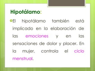 Hipotálamo : El hipotálamo también está implicado en la elaboración de las  emociones  y en las sensaciones de dolor y placer. En la mujer, controla el  ciclo menstrual .  