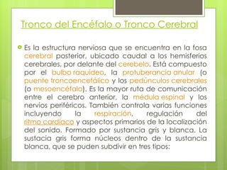 Tronco del Encéfalo o Tronco Cerebral Es la estructura nerviosa que se encuentra en la fosa  cerebral  posterior, ubicado caudal a los hemisferios cerebrales, por delante del  cerebelo . Está compuesto por el  bulbo raquídeo , la  protuberancia anular  (o  puente troncoencefálico  y los  pedúnculos cerebrales  (o  mesoencéfalo ). Es la mayor ruta de comunicación entre el cerebro anterior, la  médula espinal  y los nervios periféricos. También controla varias funciones incluyendo la  respiración , regulación del  ritmo cardíaco  y aspectos primarios de la localización del sonido. Formado por sustancia gris y blanca. La sustacia gris forma núcleos dentro de la sustancia blanca, que se puden subdivir en tres tipos: 