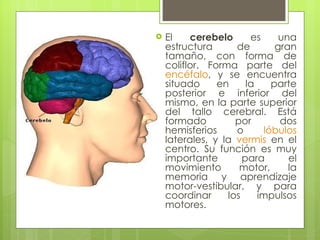 El  cerebelo  es una estructura de gran tamaño, con forma de coliflor. Forma parte del  encéfalo , y se encuentra situado en la parte posterior e inferior del mismo, en la parte superior del tallo cerebral. Está formado por dos hemisferios o  lóbulos  laterales, y la  vermis  en el centro. Su función es muy importante para el movimiento motor, la memoria y aprendizaje motor-vestibular, y para coordinar los impulsos motores. 