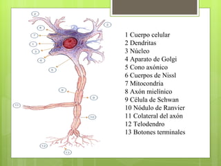 1 Cuerpo celular  2 Dendritas  3 Núcleo  4 Aparato de Golgi  5 Cono axónico  6 Cuerpos de Nissl  7 Mitocondria  8 Axón mielínico  9 Célula de Schwan  10 Nódulo de Ranvier  11 Colateral del axón  12 Telodendro  13 Botones terminales  