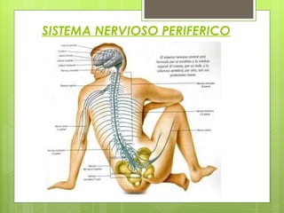 SISTEMA NERVIOSO PERIFERICO 