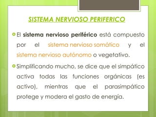 SISTEMA NERVIOSO PERIFERICO El  sistema nervioso periférico  está compuesto por el  sistema nervioso somático  y el  sistema nervioso autónomo  o vegetativo.  Simplificando mucho, se dice que el simpático activa todas las funciones orgánicas (es activo), mientras que el parasimpático protege y modera el gasto de energía. 