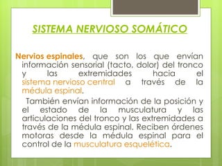 SISTEMA NERVIOSO SOMÁTICO   Nervios espinales , que son los que envían información sensorial (tacto, dolor) del tronco y las extremidades hacia el  sistema nervioso central  a través de la  médula espinal .  También envían información de la posición y el estado de la musculatura y las articulaciones del tronco y las extremidades a través de la médula espinal. Reciben órdenes motoras desde la médula espinal para el control de la  musculatura esquelética .  