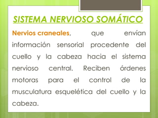 SISTEMA NERVIOSO SOMÁTICO   Nervios craneales , que envían información sensorial procedente del cuello y la cabeza hacia el sistema nervioso central. Reciben órdenes motoras para el control de la musculatura esquelética del cuello y la cabeza.  