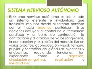 SISTEMA NERVIOSO AUTÓNOMO El sistema nervioso autónomo es sobre todo un sistema eferente e involuntario que transmite impulsos desde el sistema nervioso central hacia  órganos  periféricos. Estas acciones incluyen: el control de la frecuencia cardíaca y la fuerza de contracción, la contracción y dilatación de vasos sanguíneos, la contracción y relajación del músculo liso en varios órganos, acomodación visual, tamaño pupilar y secreción de glándulas exocrinas y endocrinas, regulando funciones tan importantes como la  digestión ,  circulación sanguínea ,  respiración  y metabolismo . 