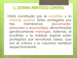 EL  SISTEMA NERVIOSO CENTRAL Está constituido por el  encéfalo  y la  médula espinal . Están protegidos por tres membranas ( duramadre, piamadre  y  aracnoides ), denominadas genéricamente  meninges . Además, el encéfalo y la médula espinal están protegidos por envolturas óseas, que son el cráneo y la columna vertebral respectivamente. 