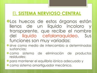 EL  SISTEMA NERVIOSO CENTRAL Los huecos de estos órganos están llenos de un líquido incoloro y transparente, que recibe el nombre del  líquido cefalorraquídeo . Sus funciones son muy variadas:  sirve como medio de intercambio a determinadas sustancias;  como sistema de eliminación de productos residuales;  para mantener el equilibrio iónico adecuado y  como sistema amortiguador mecánico. 