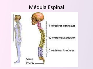 Médula Espinal 