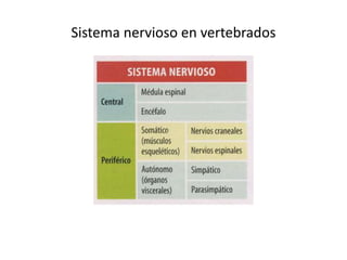 Sistema nervioso en vertebrados
 