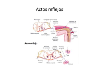 Actos reflejos
 