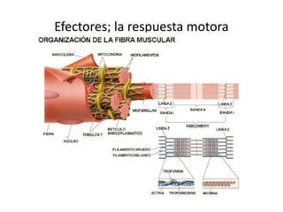 Efectores; la respuesta motora
 