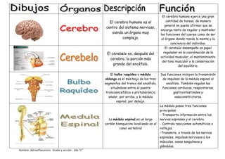 El cerebro humano es el
centro del sistema nervioso,
siendo un órgano muy
complejo.

El cerebelo es, después del
cerebro, la porción más
grande del encéfalo.
El bulbo raquídeo o médula
oblonga es el más bajo de los tres
segmentos del tronco del encéfalo,
situándose entre el puente
troncoencefálico o protuberancia
anular, por arriba, y la médula
espinal, por debajo.

La médula espinal es un largo
cordón blanquecino localizado en el
canal vertebral

Nombre: AdrianPlascencia -Grado y sección : 2do “C”

El cerebro humano ejerce una gran
cantidad de tareas, de manera
general se puede afirmar que se
encarga tanto de regular y mantener
las funciones del cuerpo como de ser
el órgano donde reside la mente y la
conciencia del individuo.
El cerebelo desempeña un papel
regulador en la coordinación de la
actividad muscular, el mantenimiento
del tono muscular y la conservación
del equilibrio.
Sus funciones incluyen la transmisión
de impulsos de la médula espinal al
encéfalo. También regulan las
funciones cardiacas, respiratorias,
gastrointestinales y
vasoconstrictoras.
La médula posee tres funciones
principales:
- Transporta información entre los
nervios espinales y el cerebro.
- Controla reacciones automáticas o
reflejas.
-Transmite, a través de los nervios
espinales, impulsos nerviosos a los
músculos, vasos sanguíneos y
glándulas.

 