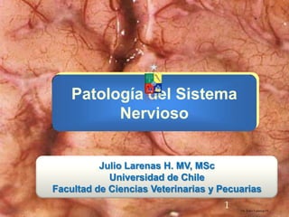 Patología del Sistema Nervioso Dr. Julio Larenas H. Julio Larenas H. MV, MSc Universidad de Chile  Facultad de Ciencias Veterinarias y Pecuarias 1 